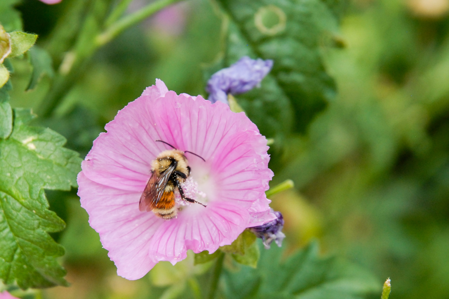 Party Girl Prairie Mallow